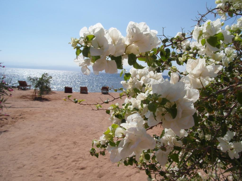 Bedouin Star Hotel Taba Ngoại thất bức ảnh