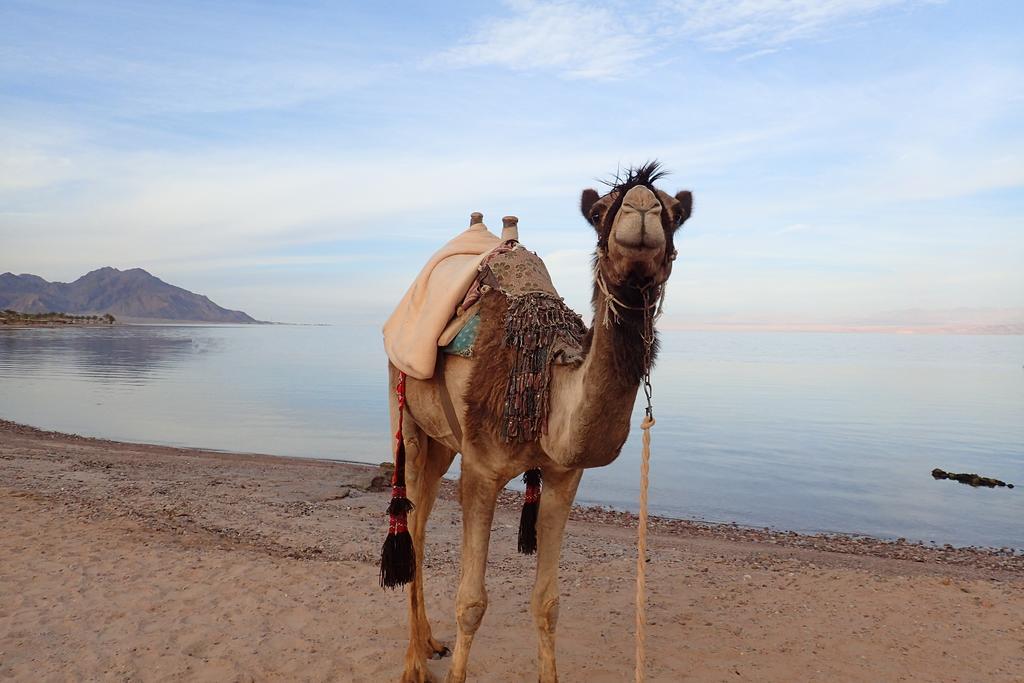 Bedouin Star Hotel Taba Ngoại thất bức ảnh